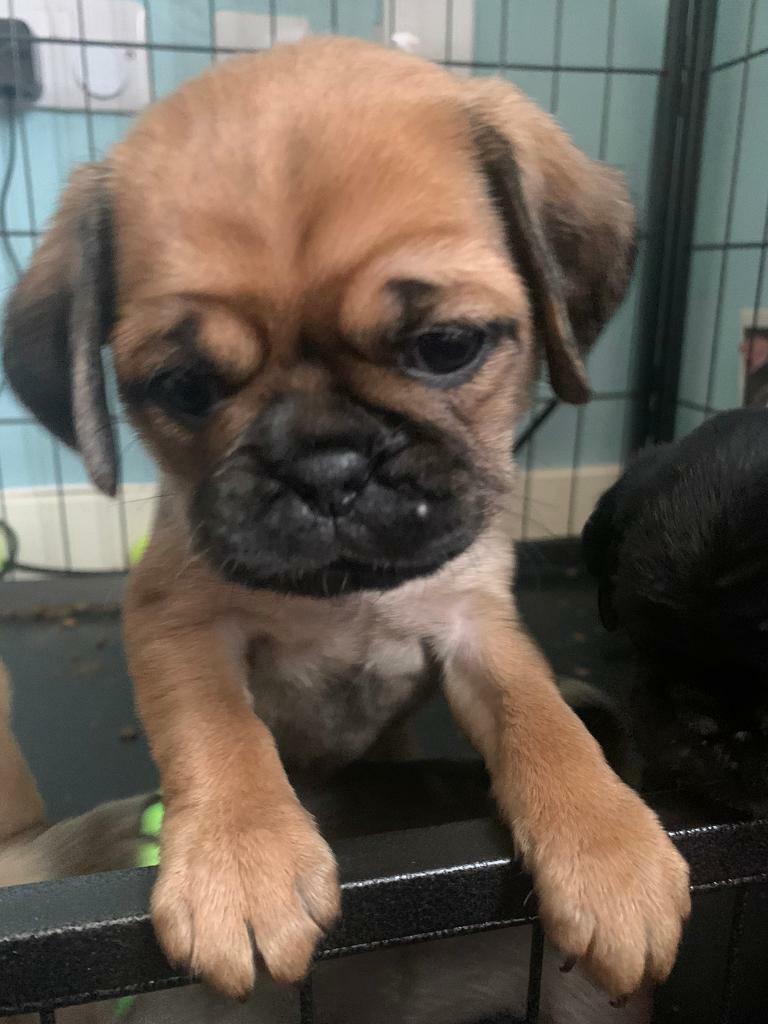 pugalier for sale gumtree